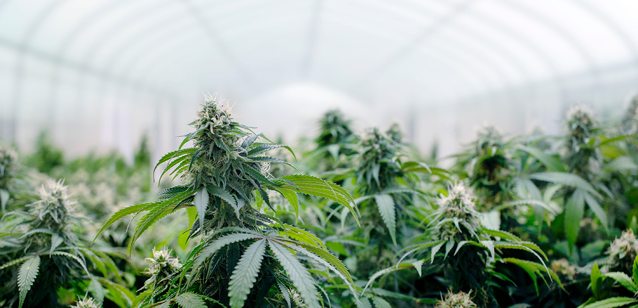 Culture de cannabis sous serre, montrant les solutions de BioService pour réduire les odeurs industrielles.