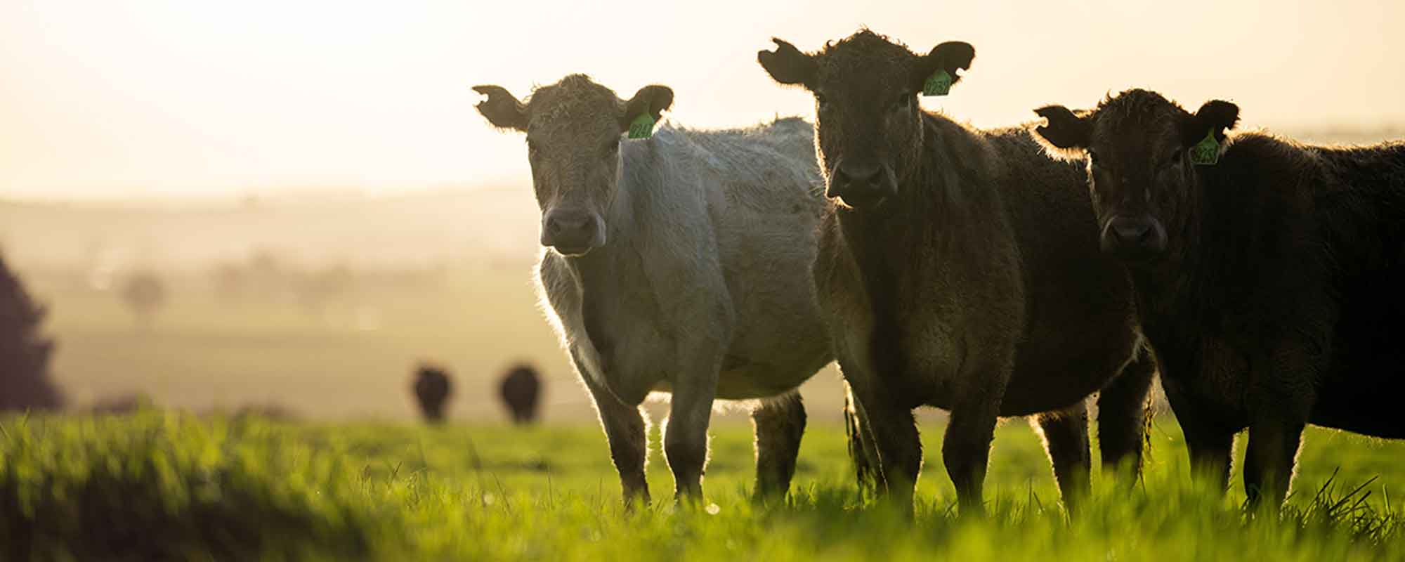 Troupeau de vaches dans un champ au coucher du soleil.