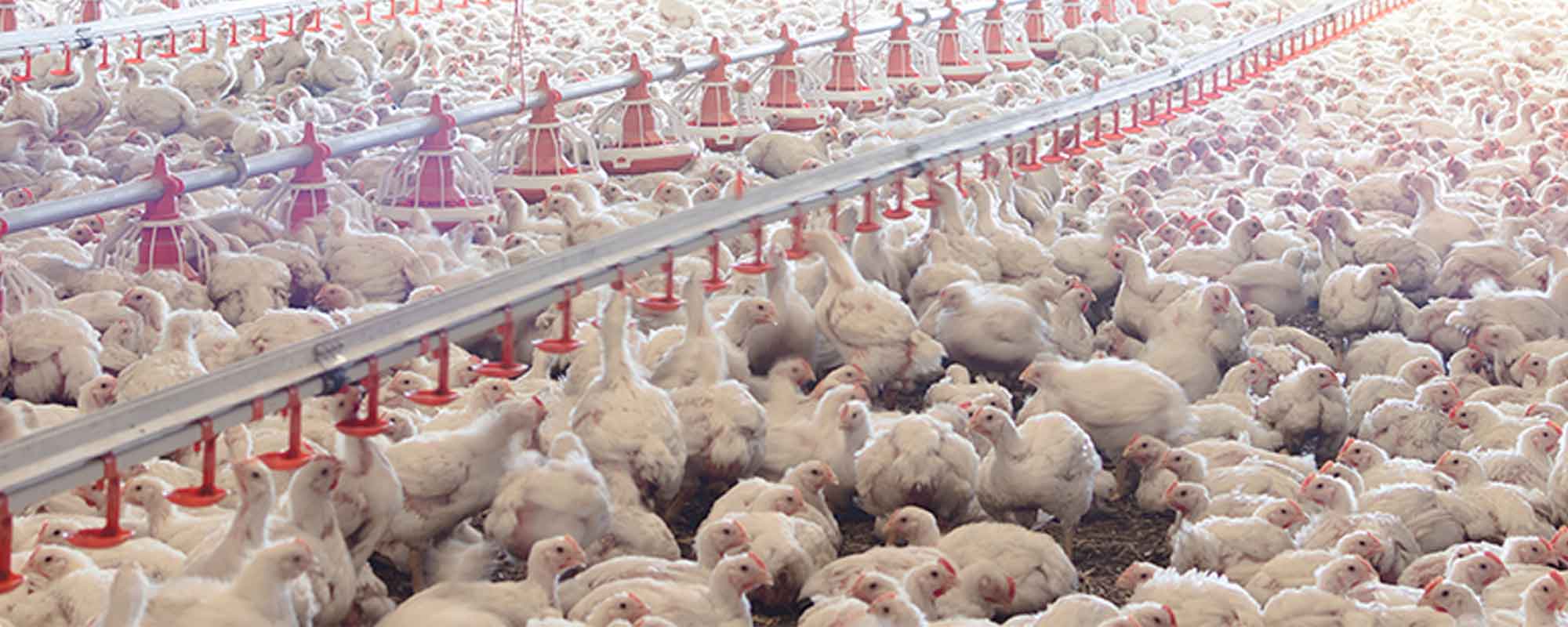 Élevage intensif de poulets avec un système d’alimentation automatique.